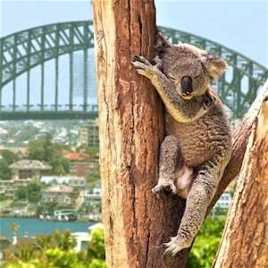 Australië