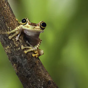Ecuador