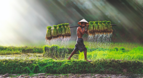Asian farmer carrying rice on his shoulders