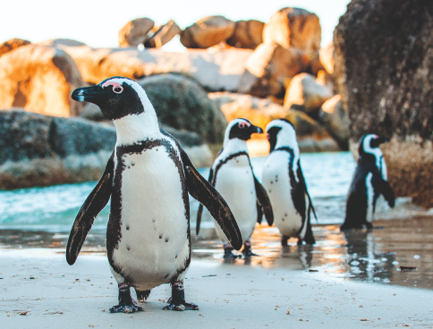 Group of Magellanic penguins on a beach with cliffs in the background